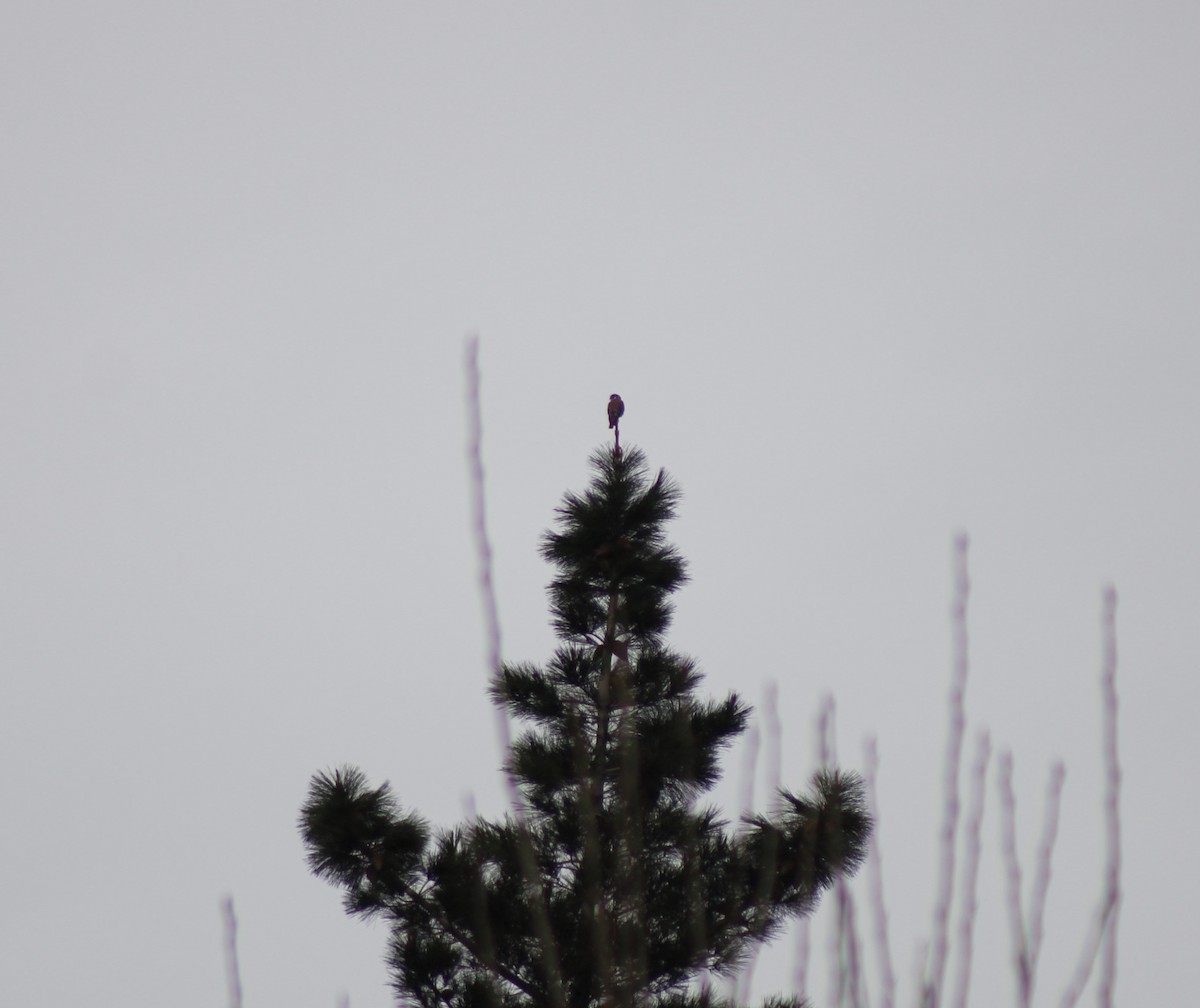 American Kestrel - ML621264741