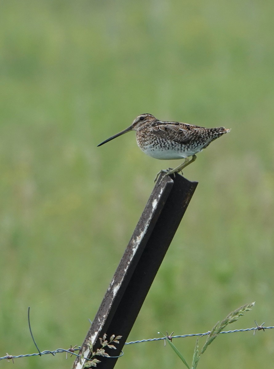 Wilson's Snipe - ML621264754
