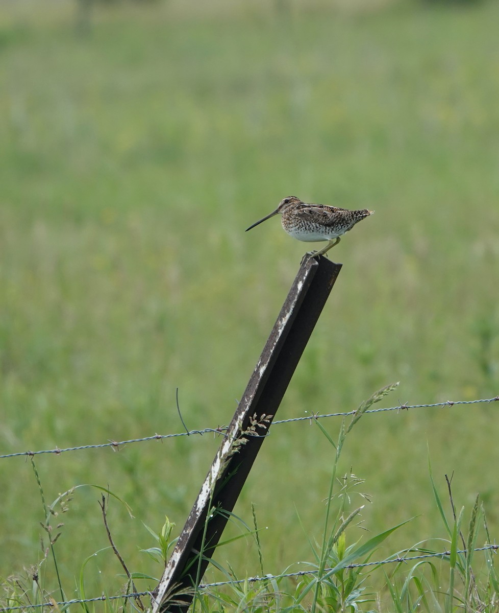 Wilson's Snipe - ML621264756