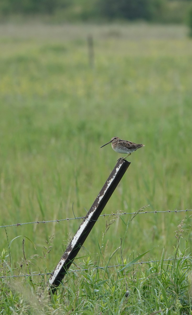 Wilson's Snipe - ML621264757
