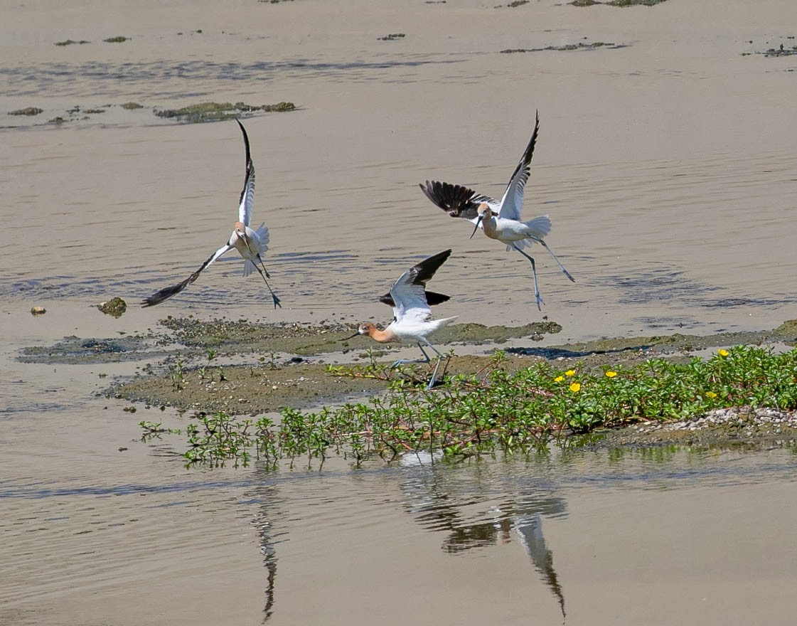 Avocette d'Amérique - ML621264832