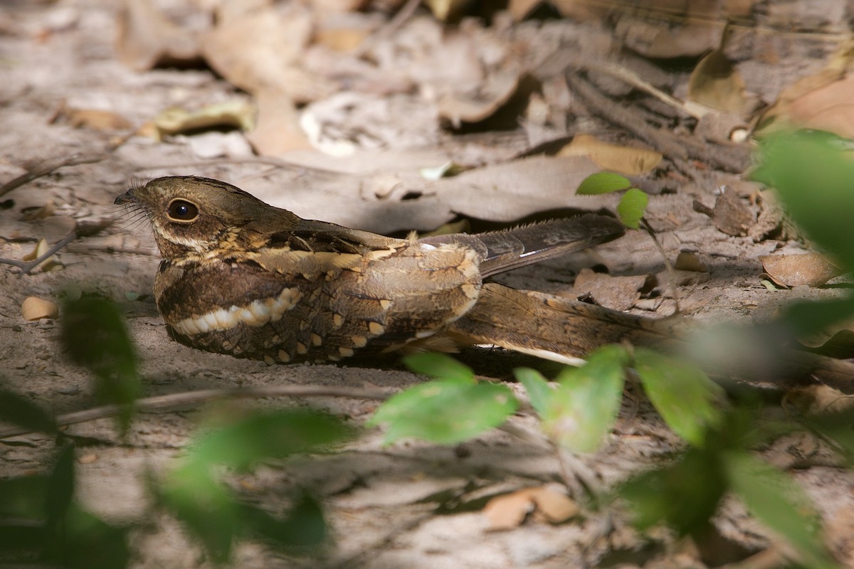 Long-tailed Nightjar - ML621264836