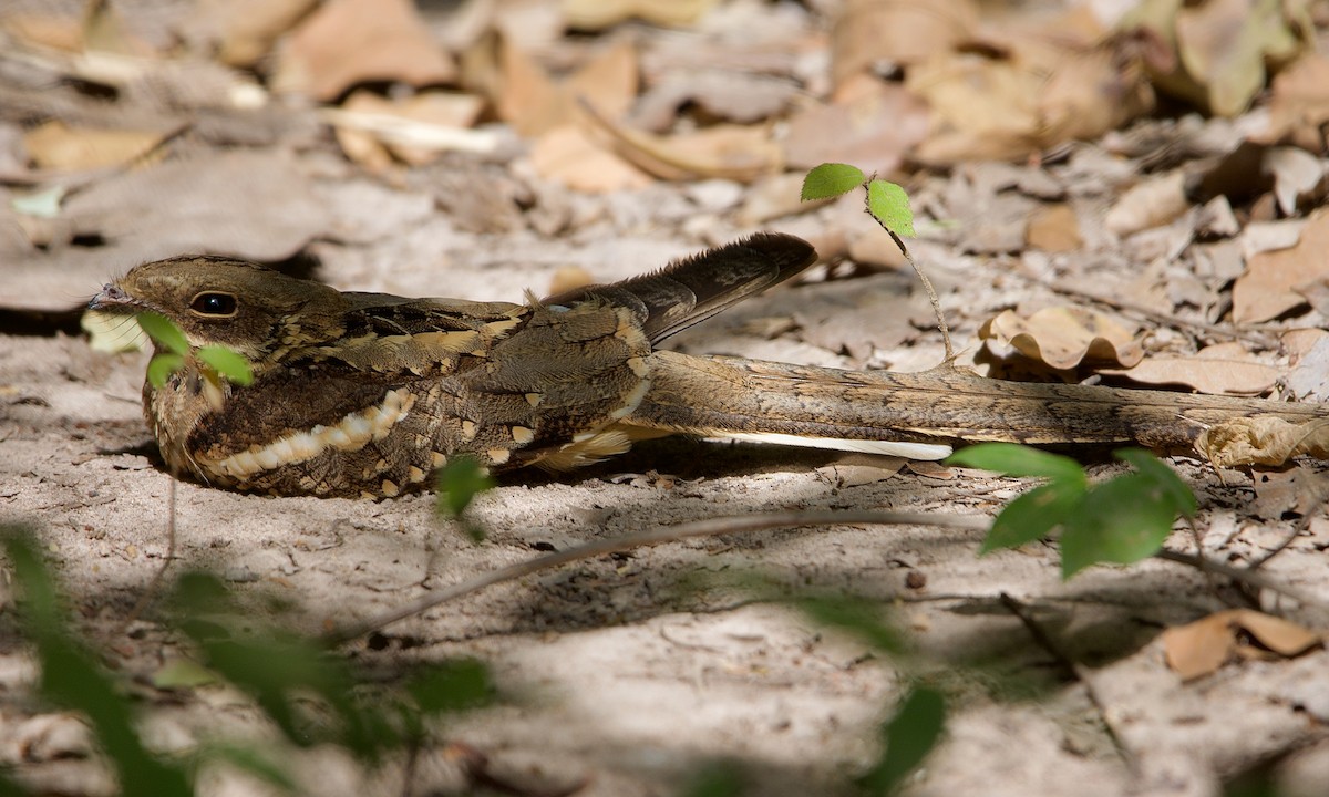 Long-tailed Nightjar - ML621264841