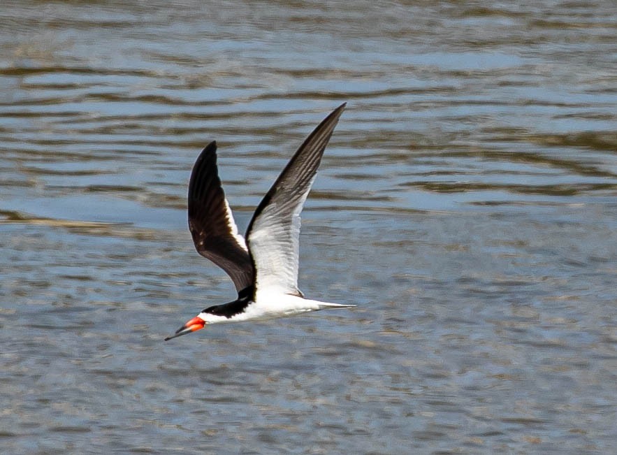 Black Skimmer - ML621264846