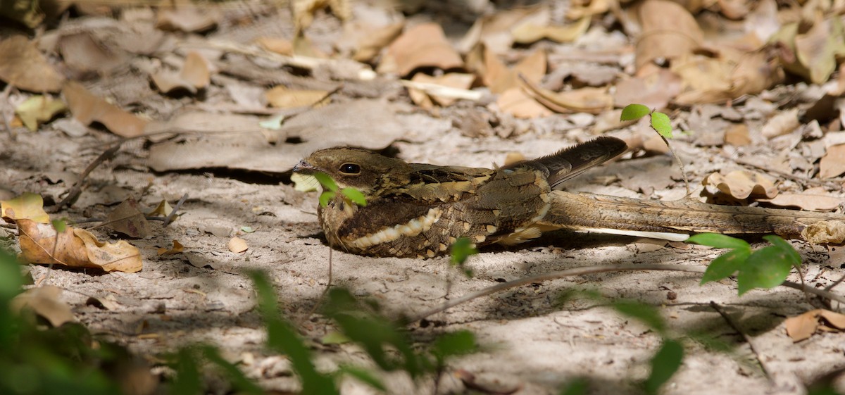 Long-tailed Nightjar - ML621264849