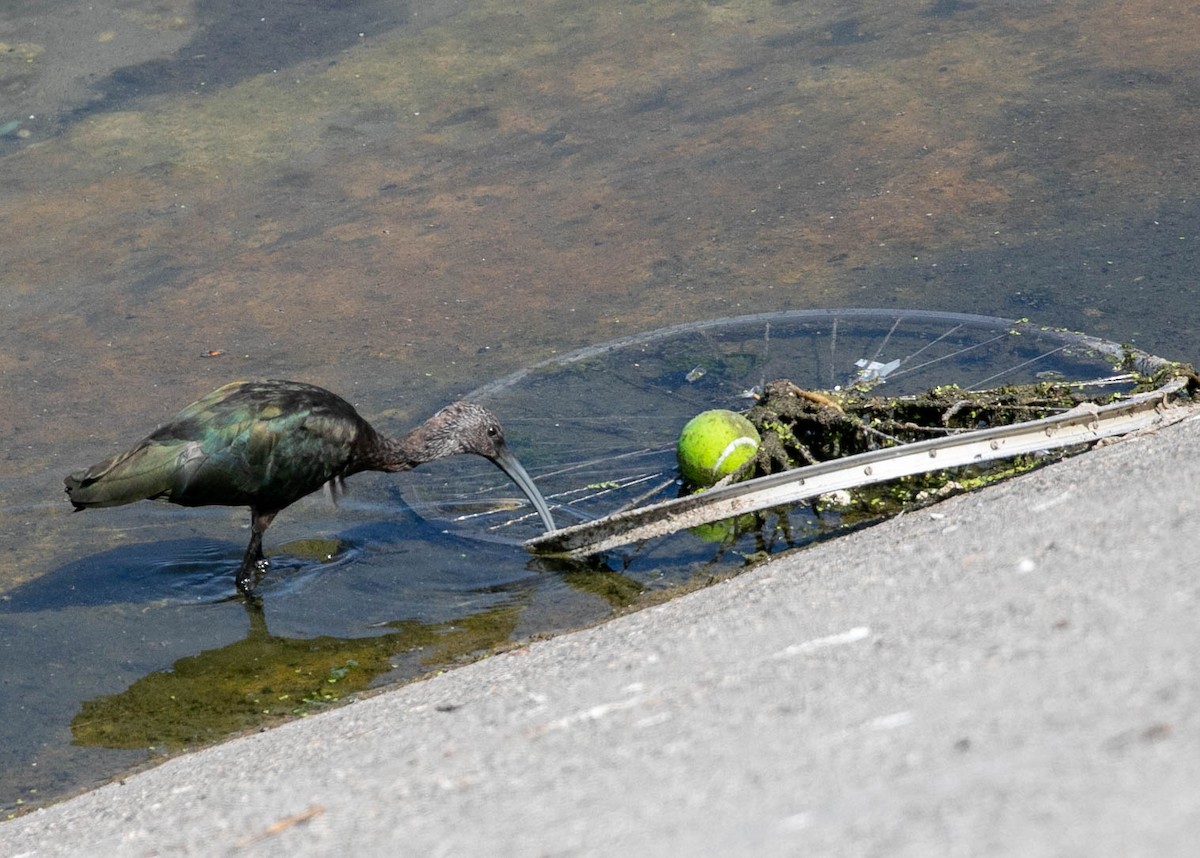 White-faced Ibis - ML621264868