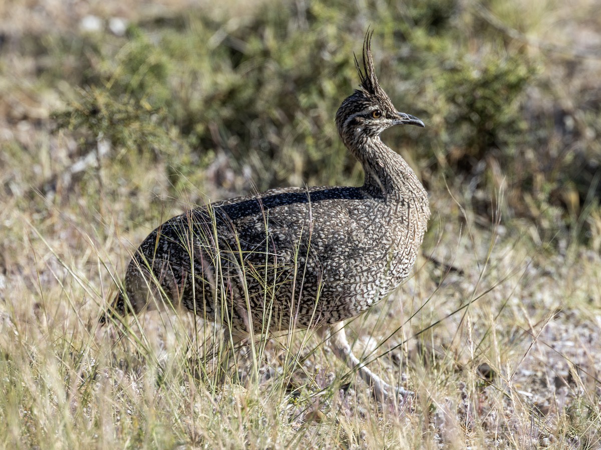 Elegant Crested-Tinamou - ML621265317