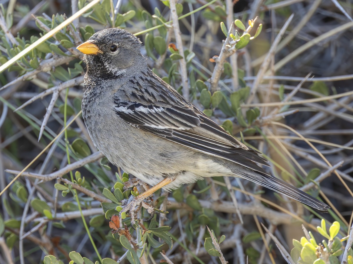 Mourning Sierra Finch - ML621265324