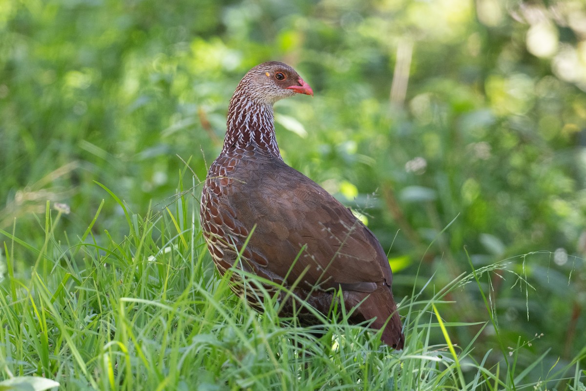 Jackson's Spurfowl - ML621265346