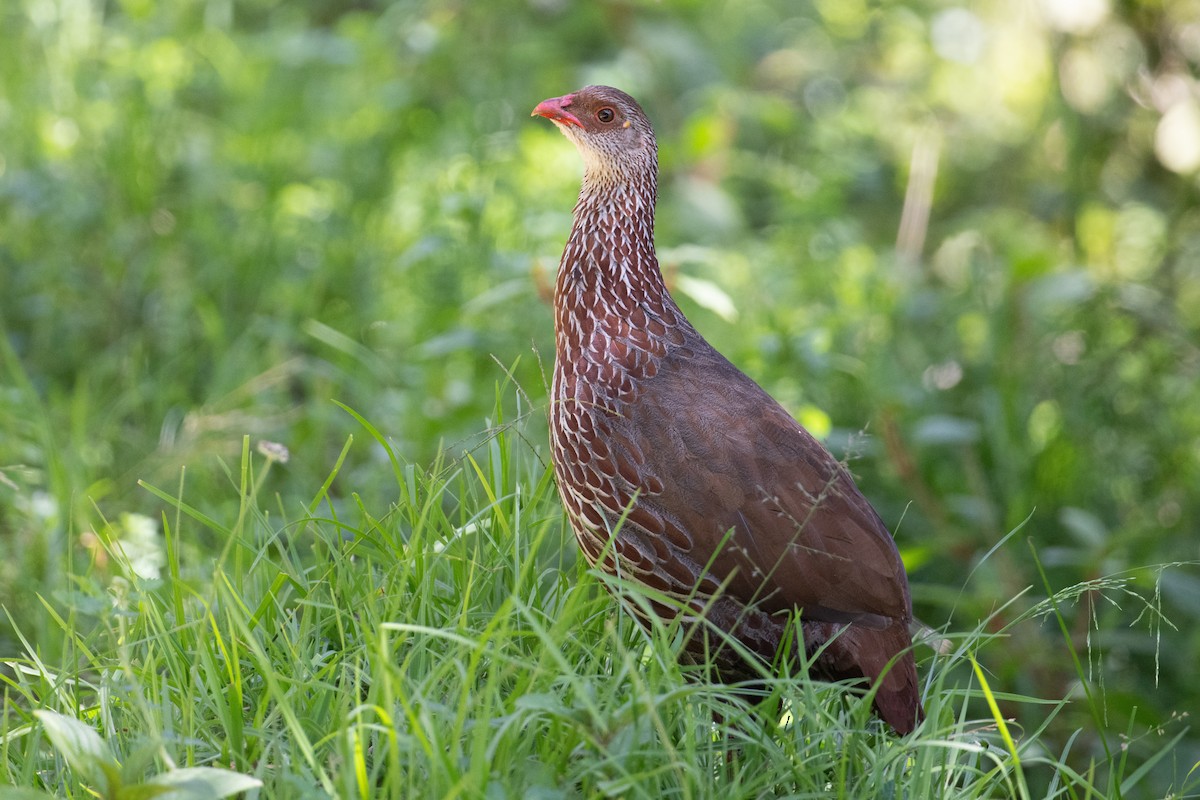 Jackson's Spurfowl - John C. Mittermeier