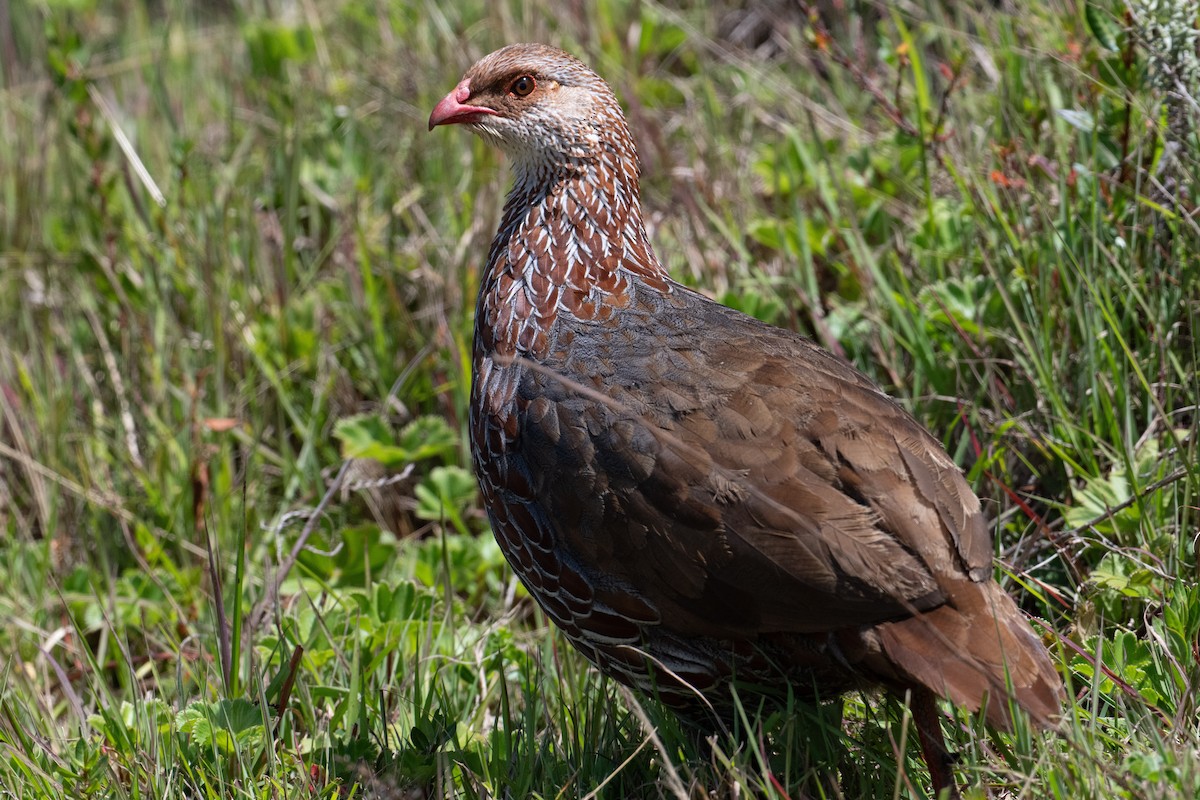 Jackson's Spurfowl - ML621265426