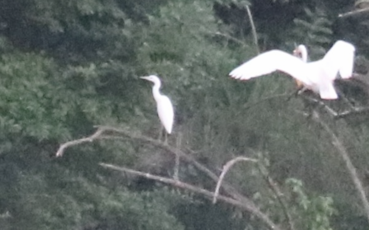 Little Blue Heron - ML621265734