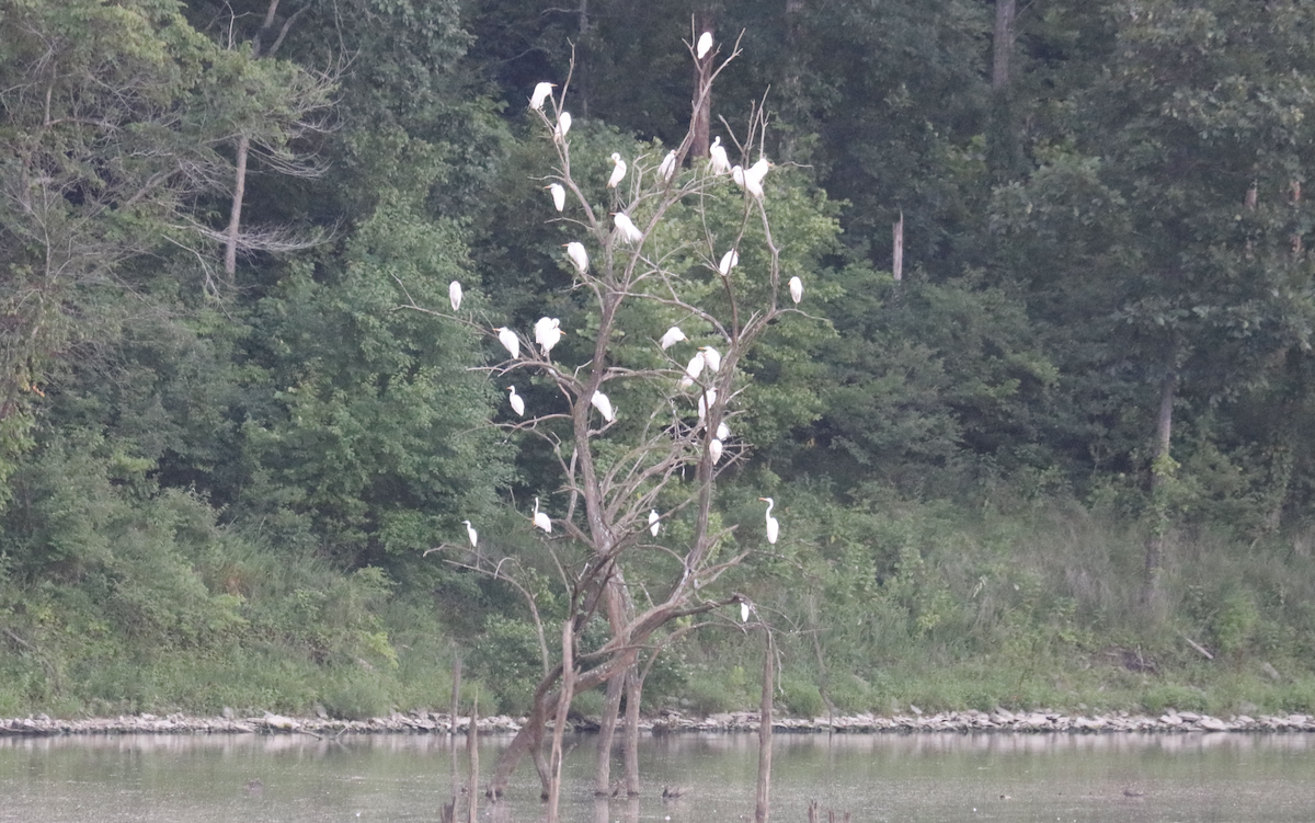 Great Egret - ML621265738