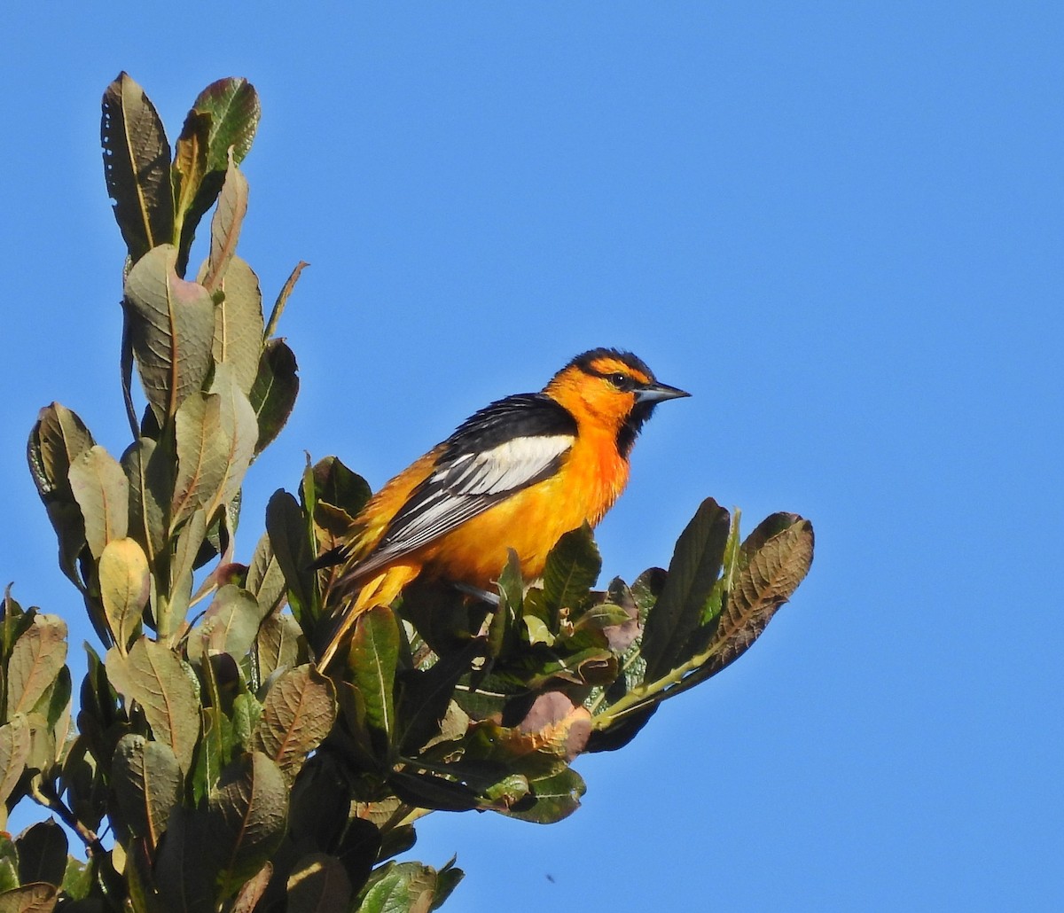 Bullock's Oriole - ML621265837