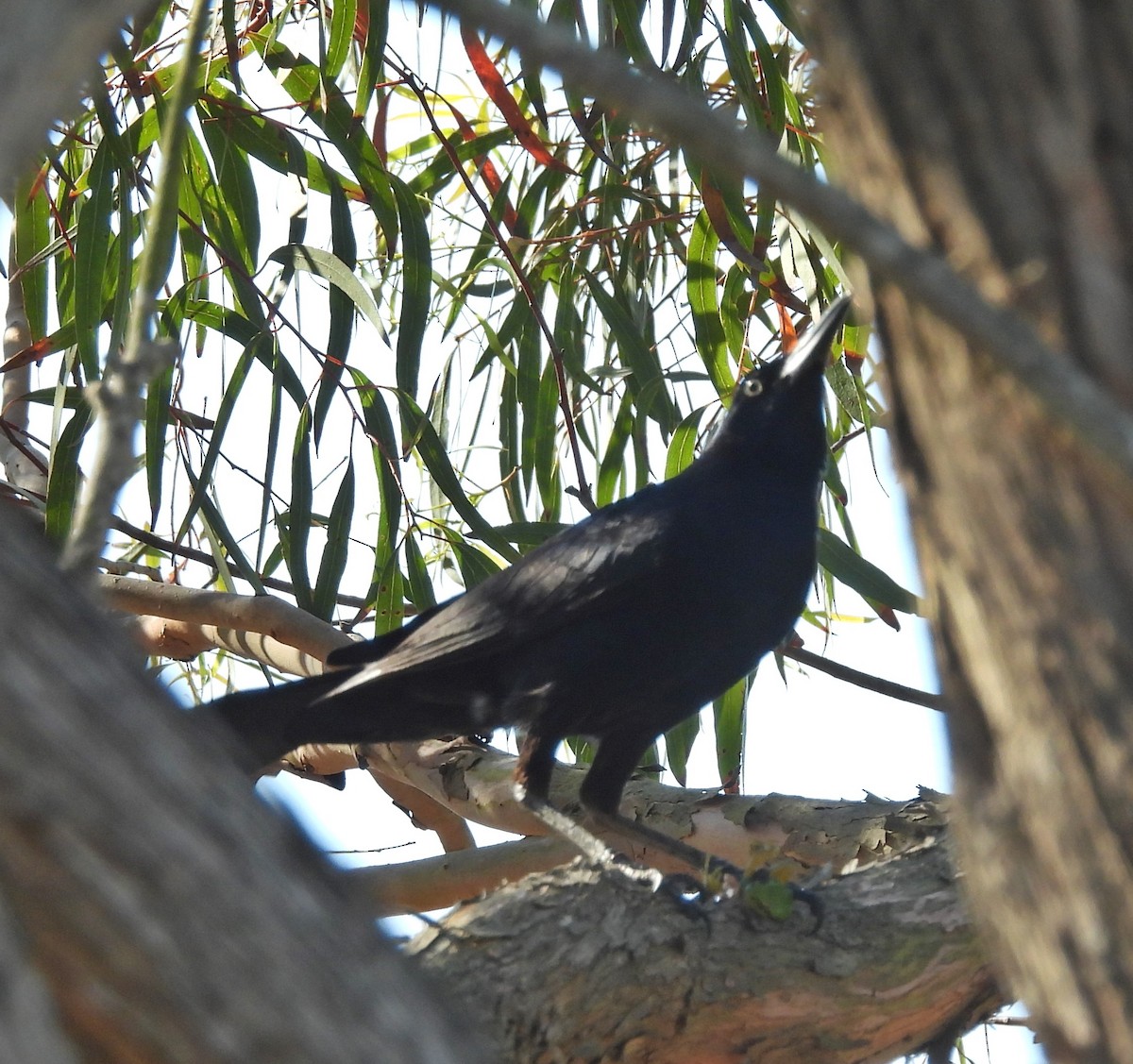 Great-tailed Grackle - ML621265883