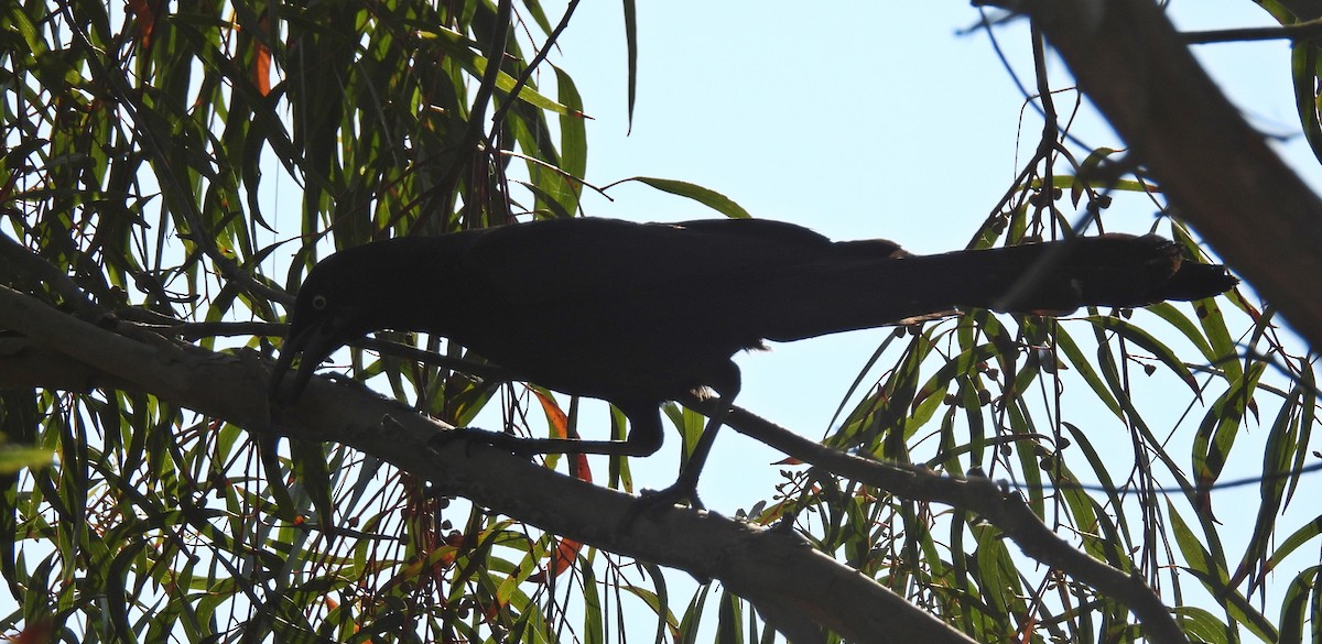 Great-tailed Grackle - ML621265884