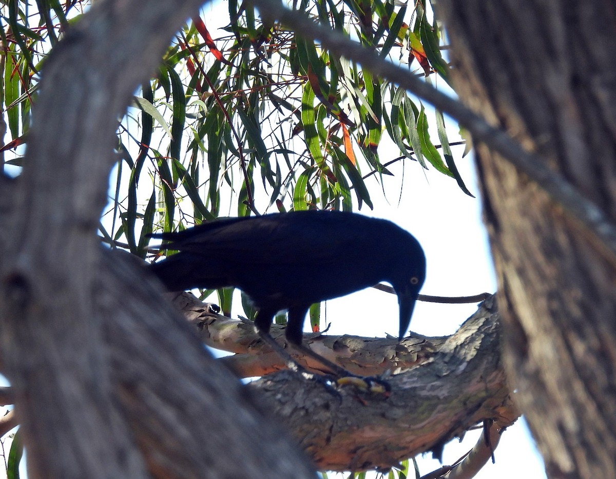 Great-tailed Grackle - ML621265885