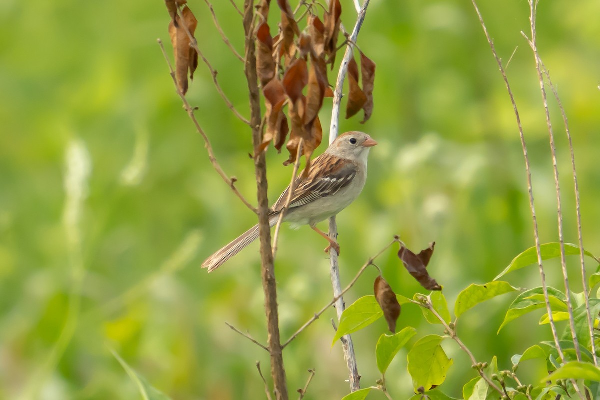 Field Sparrow - ML621266038