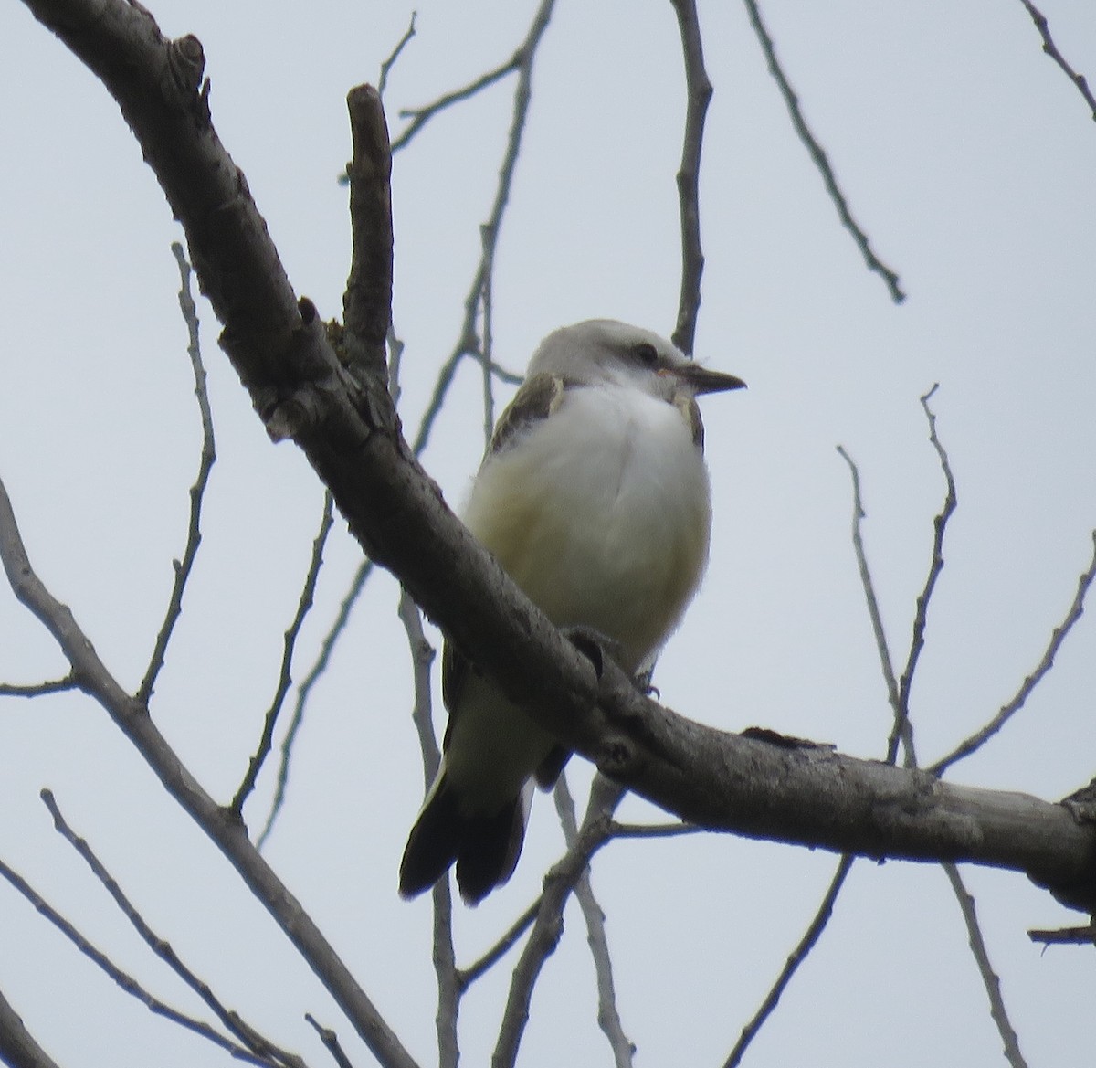 Scissor-tailed Flycatcher - Gregg Flokstra