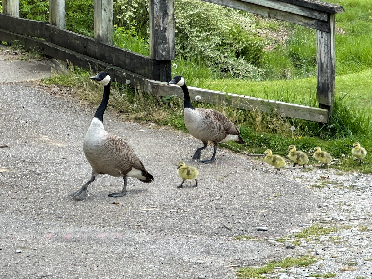 Canada Goose - ML621266066