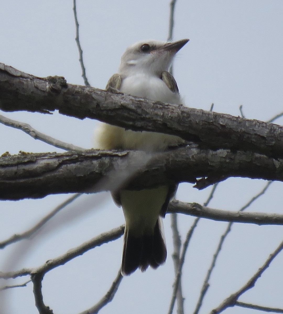 Scissor-tailed Flycatcher - ML621266079