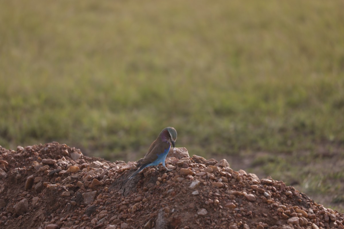 Lilac-breasted Roller - ML621266329