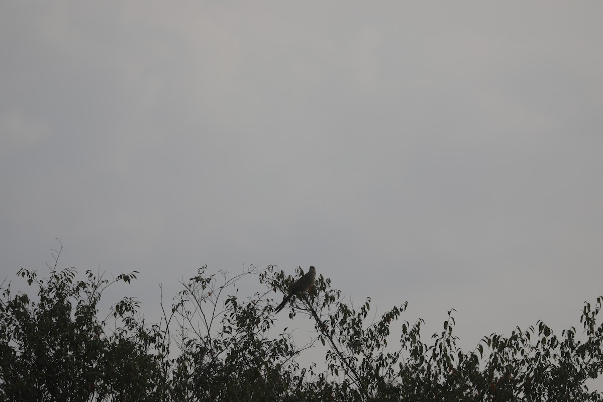 White-browed Coucal - ML621266412