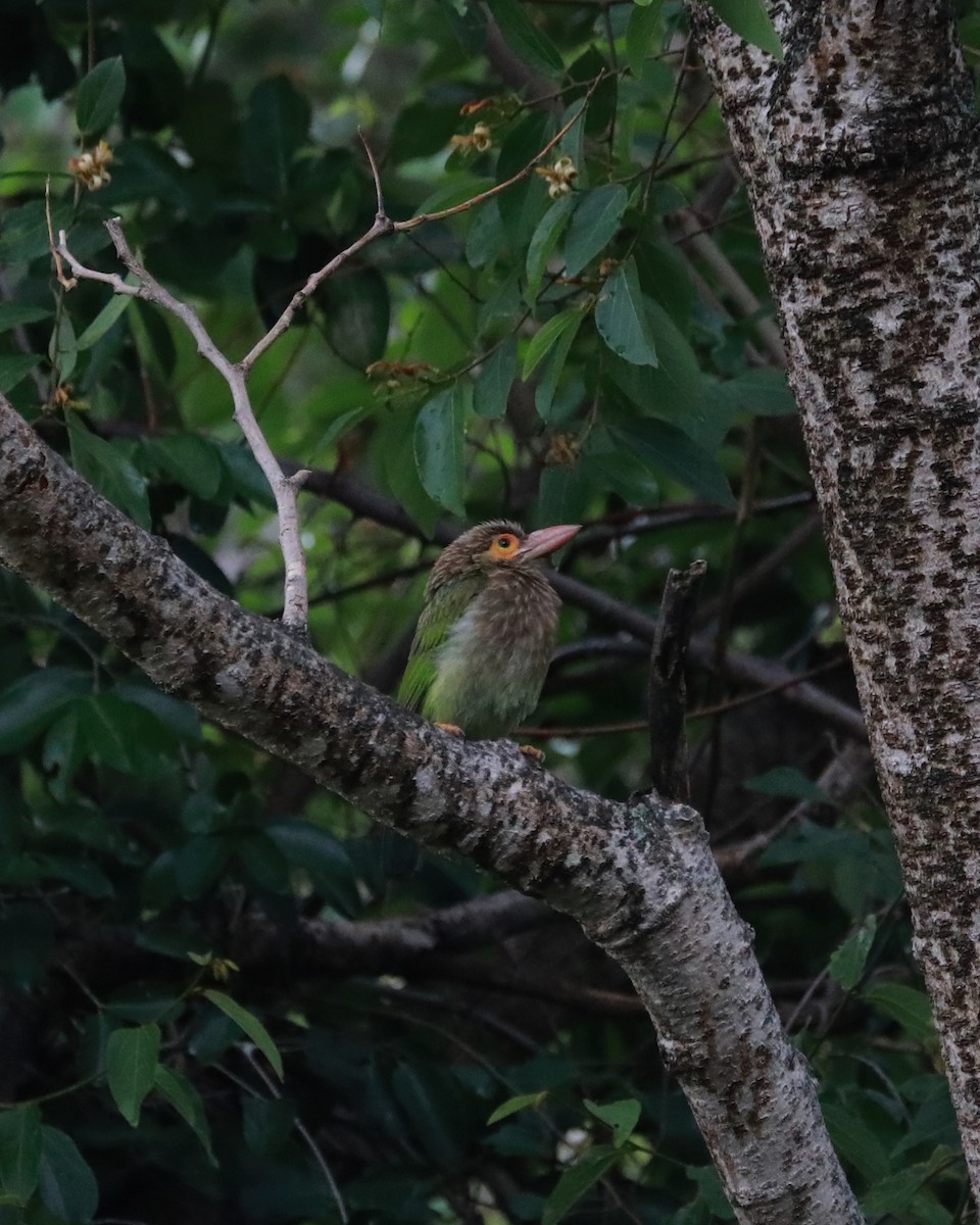 Brown-headed Barbet - Pavanasam Velayutham