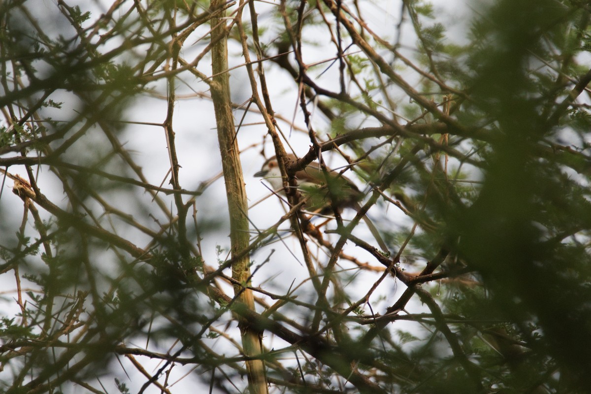 Yellow-eyed Babbler - ML621266449