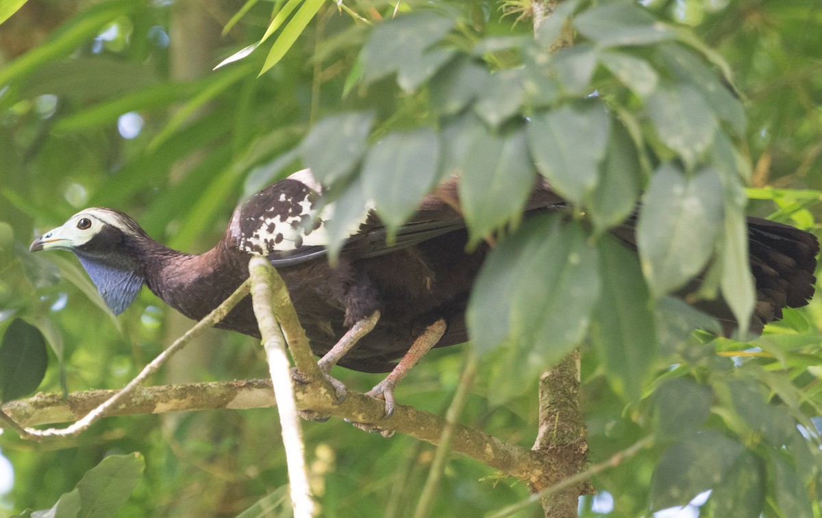 Trinidad Piping-Guan - ML621266649