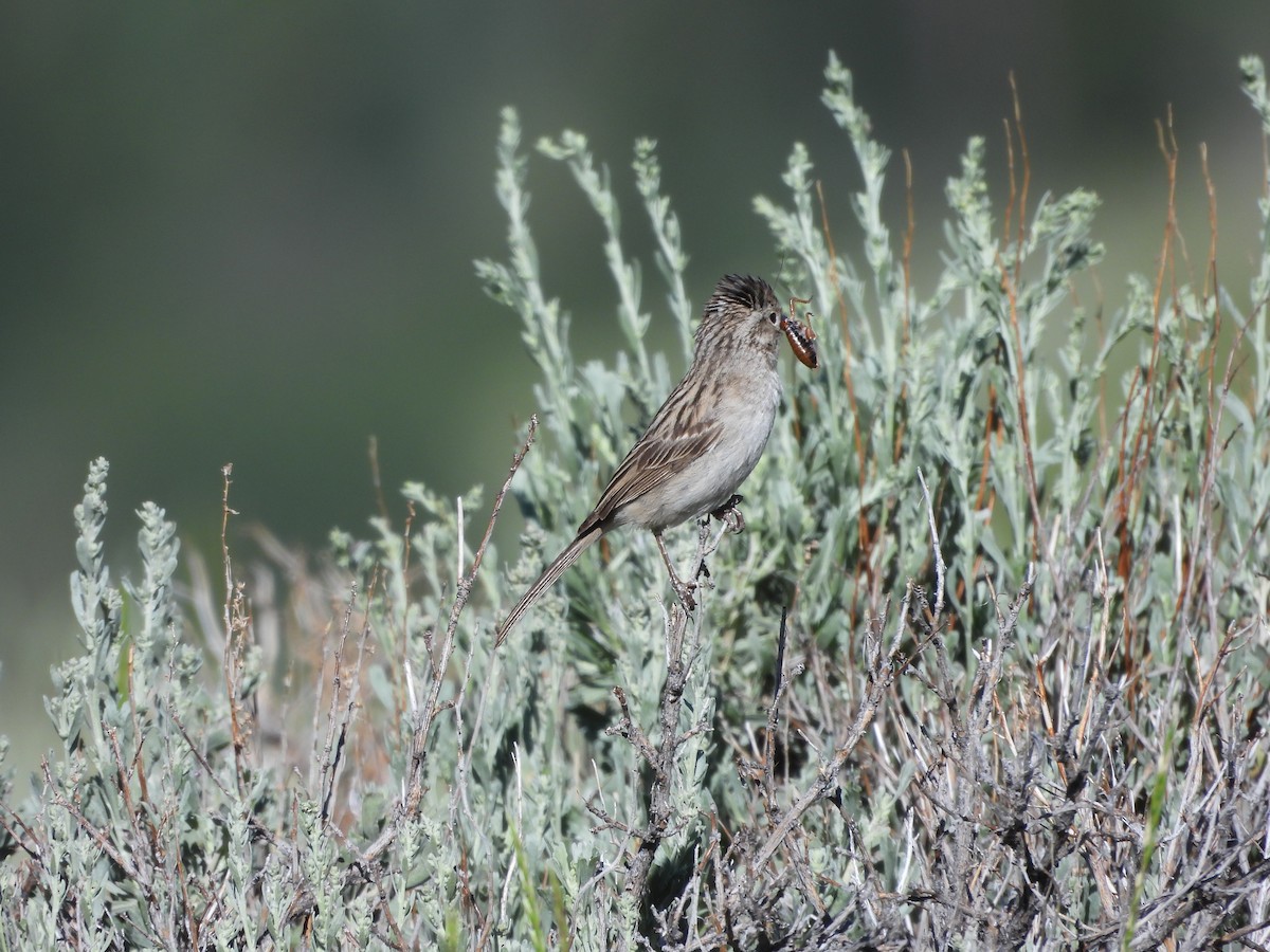 Brewer's Sparrow - ML621266709