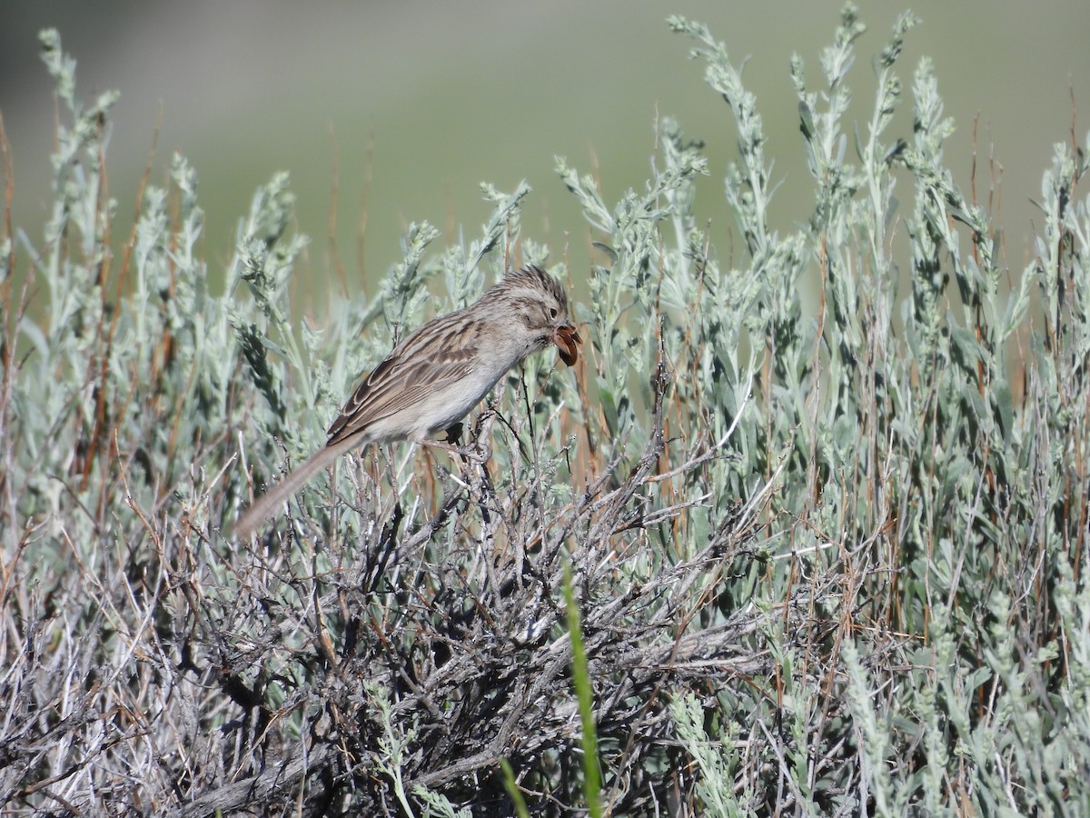 Brewer's Sparrow - ML621266710