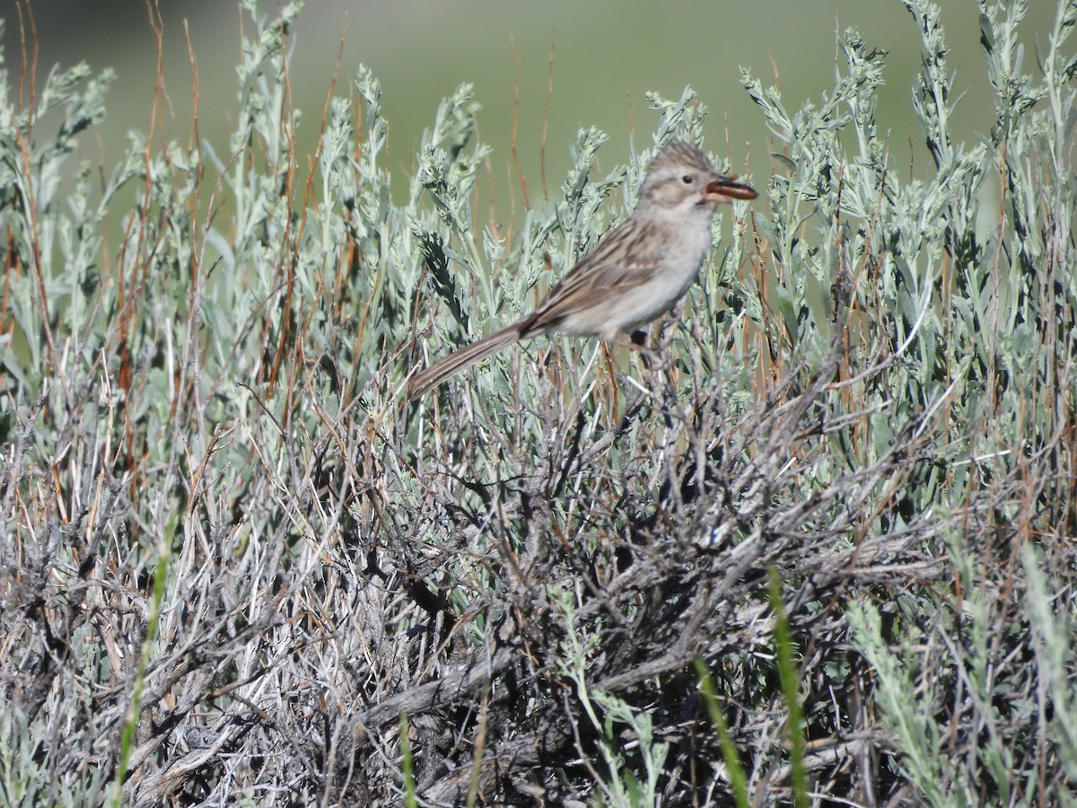 Brewer's Sparrow - ML621266711