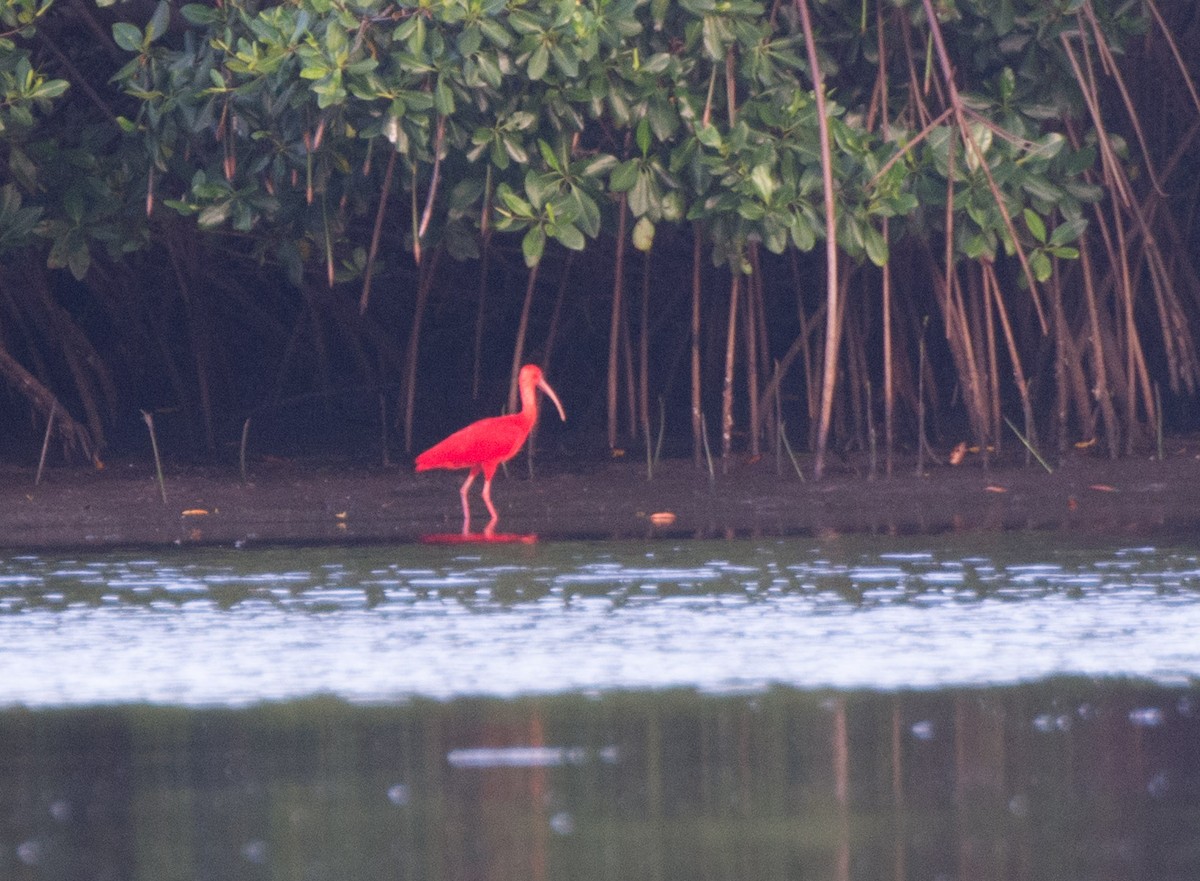 Scarlet Ibis - ML621266755