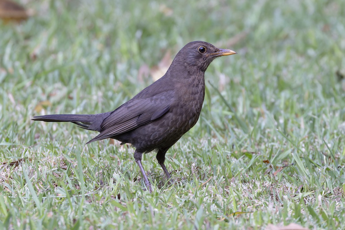 Eurasian Blackbird - ML621266832