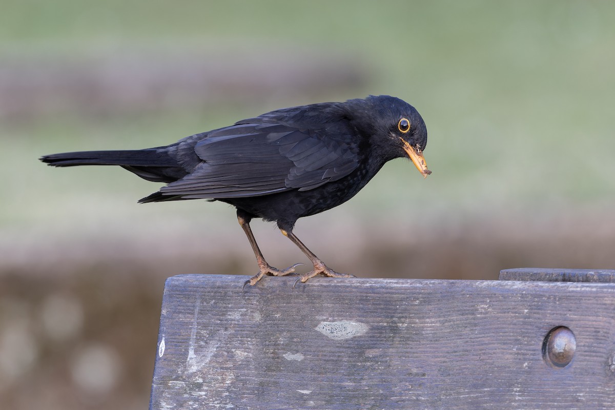 Eurasian Blackbird - ML621266833