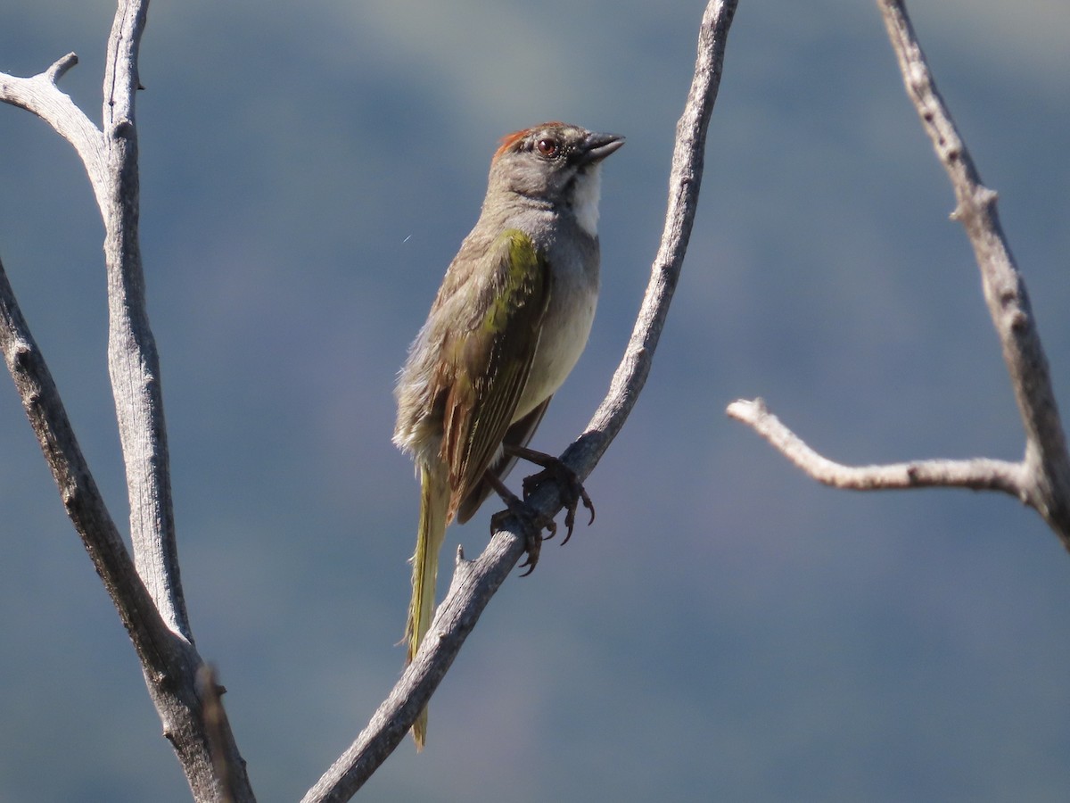 Green-tailed Towhee - ML621266842