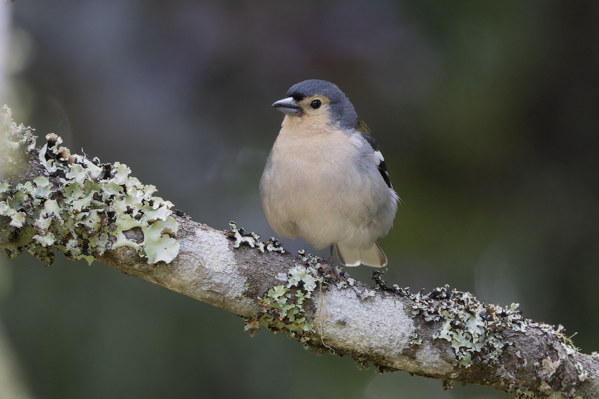 Madeira Chaffinch - ML621266849