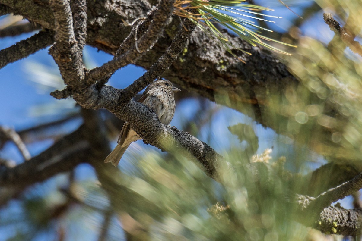 Purple Finch (Western) - ML621266890
