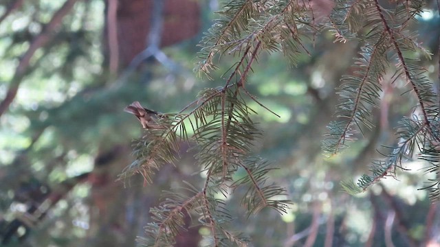 Roitelet à couronne dorée - ML621266992