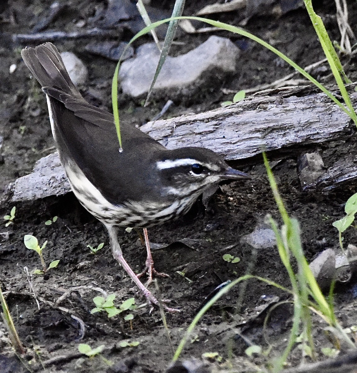 Louisiana Waterthrush - ML621267031