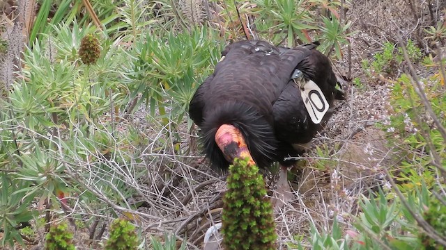 Condor de Californie - ML621267093