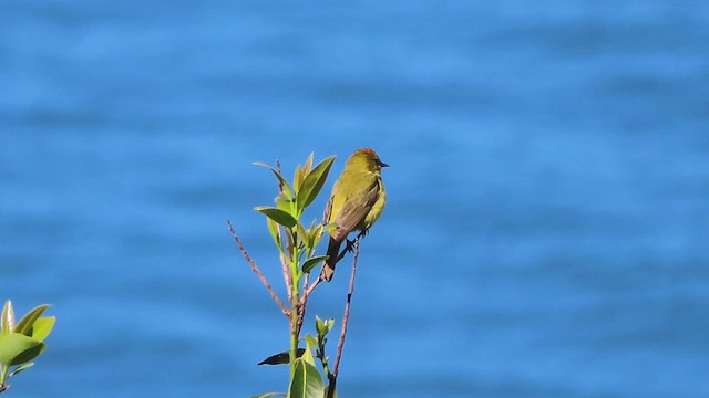 Orange-crowned Warbler - ML621267157