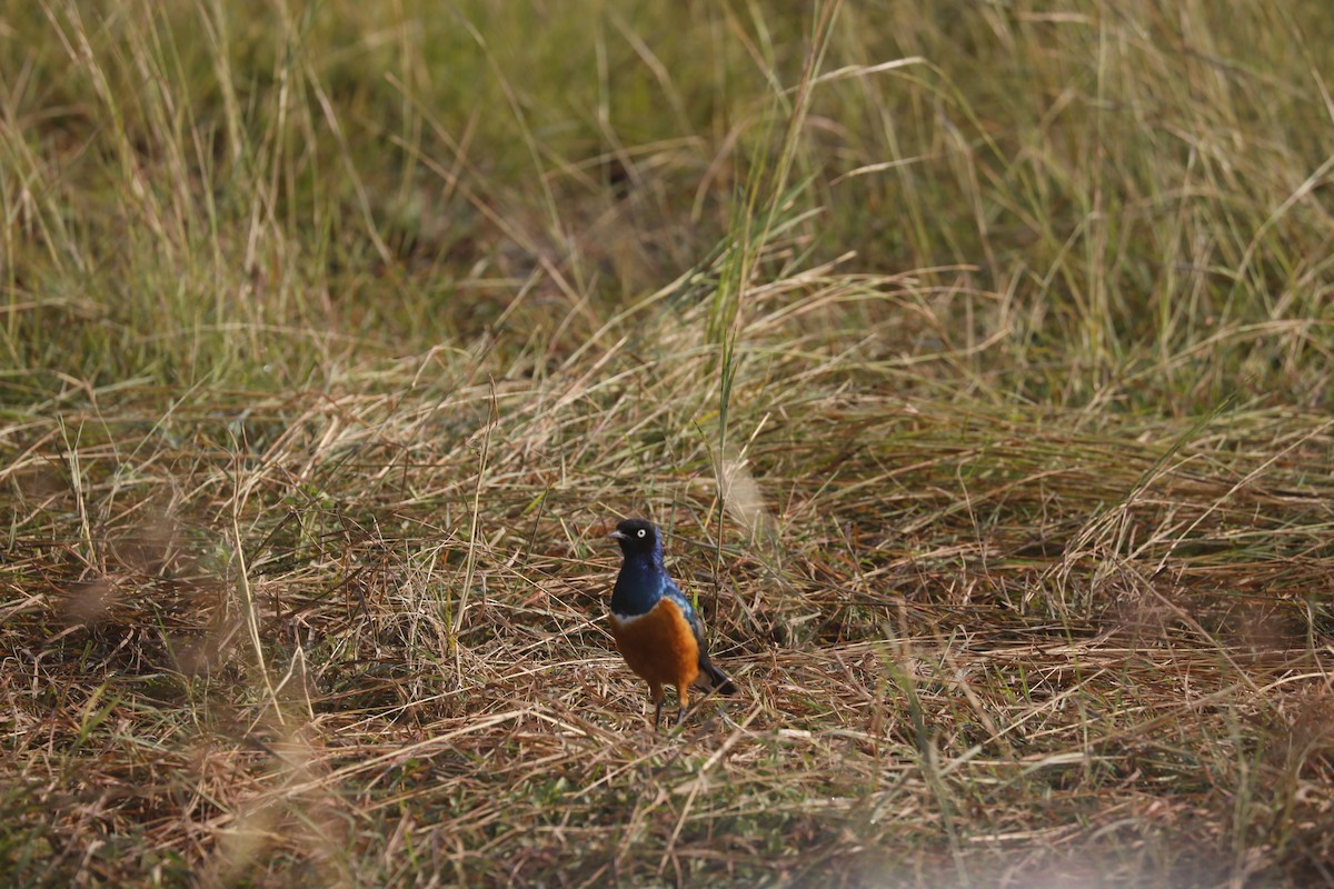 Superb Starling - ML621267160