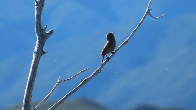 Black-chinned Sparrow - ML621267190