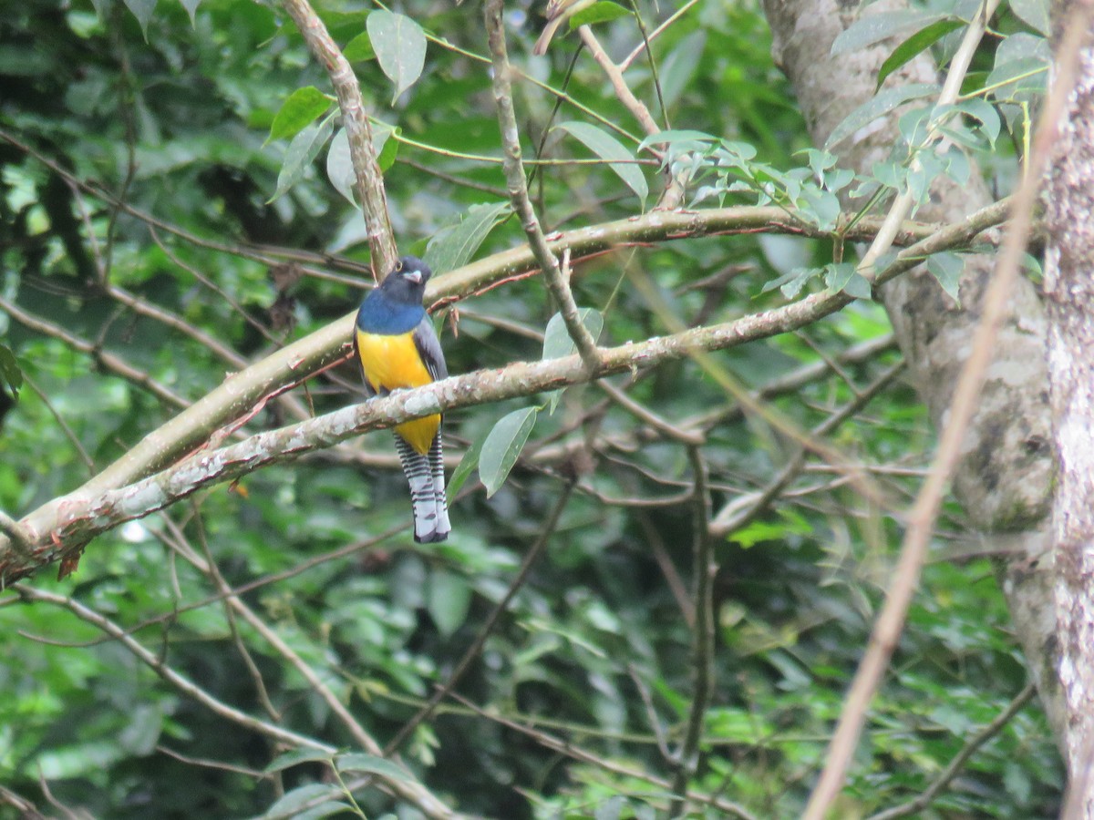 trogon podvazkový - ML621267227