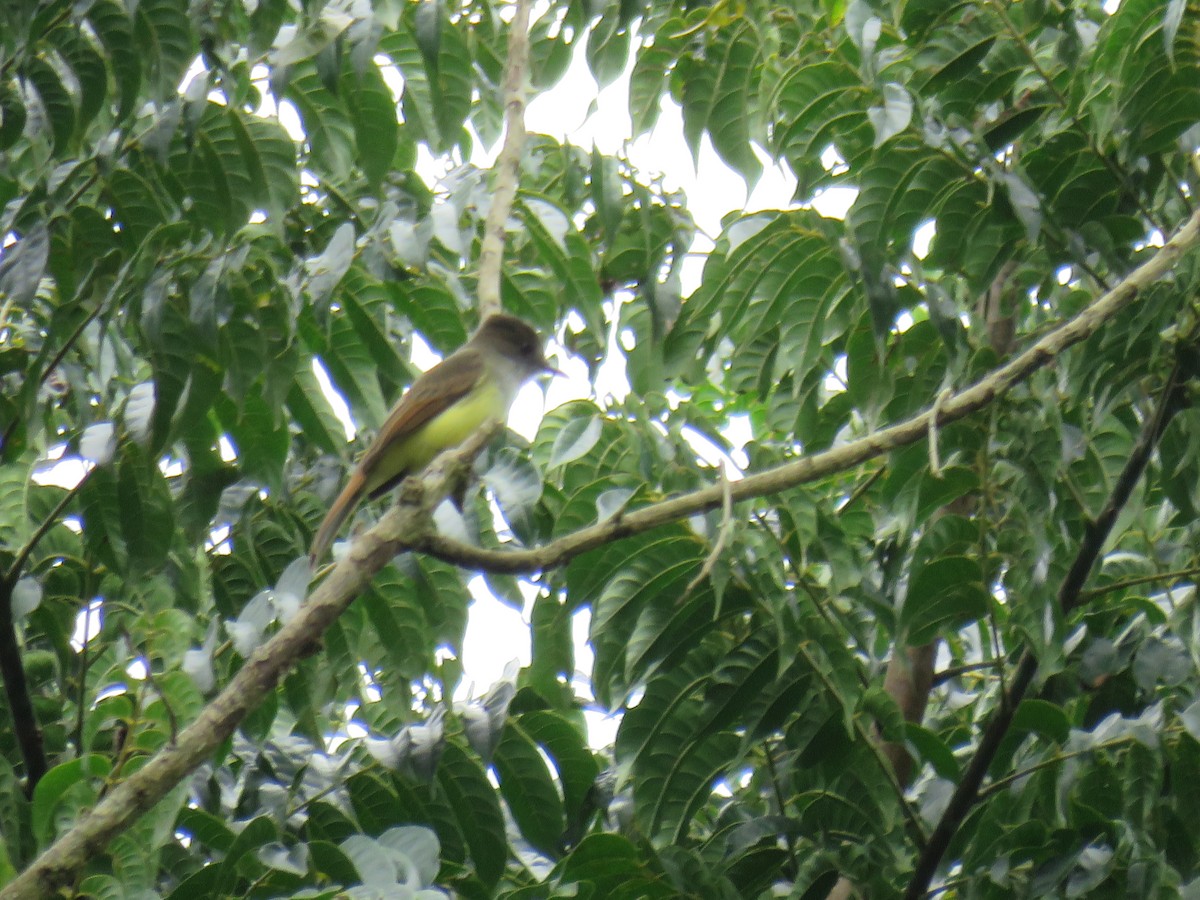 Dusky-capped Flycatcher - ML621267233