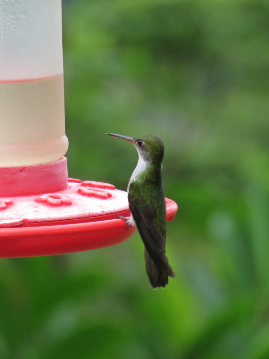 White-bellied Emerald - ML621267236