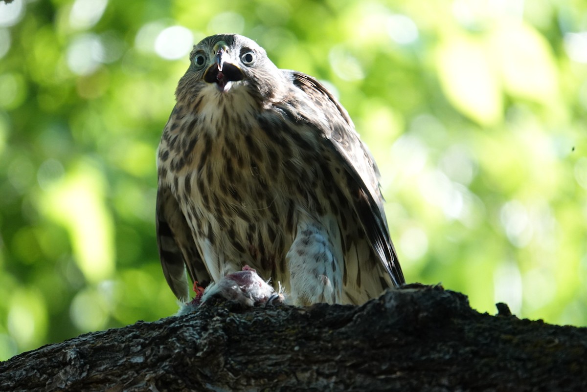 Cooper's Hawk - ML621267238