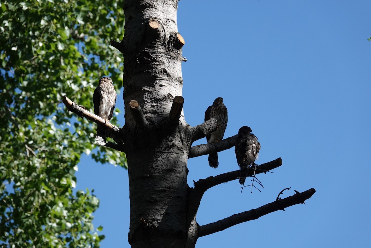 Cooper's Hawk - ML621267239